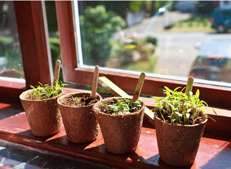 Plantes aromatiques au bord d'une fenêtre